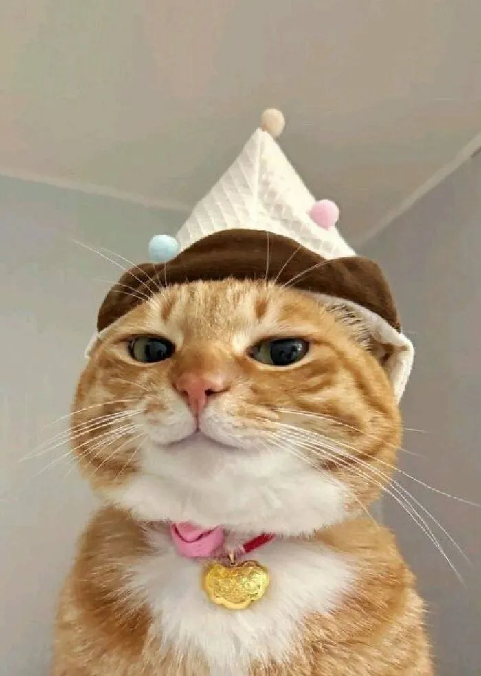 The Cutest Cat.. ❤️