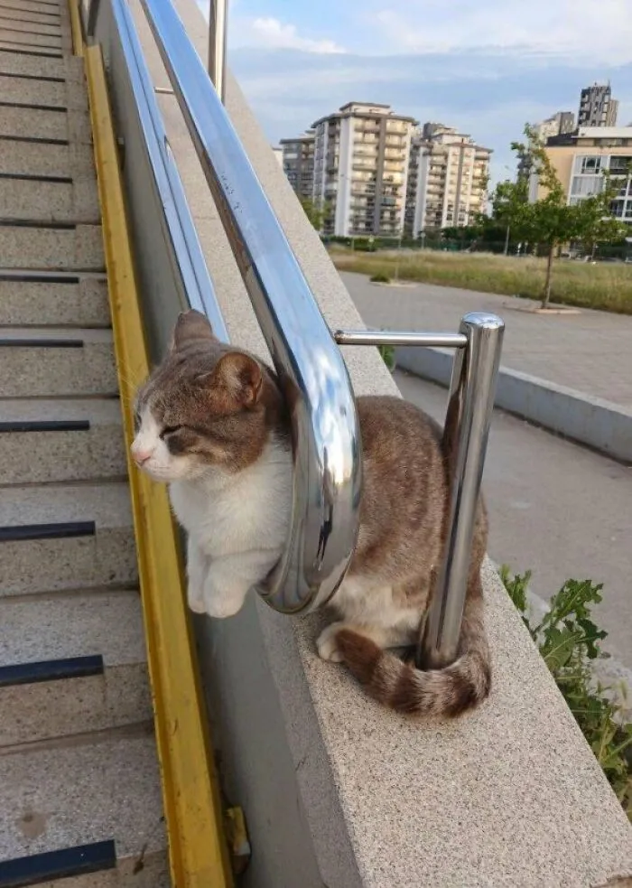 Ah Yes, A Very Comfortable Spot.. 🤣