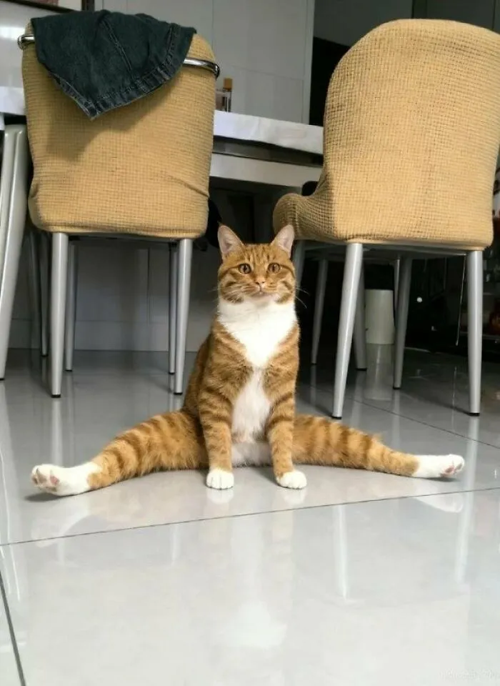 Yoga Time..😹