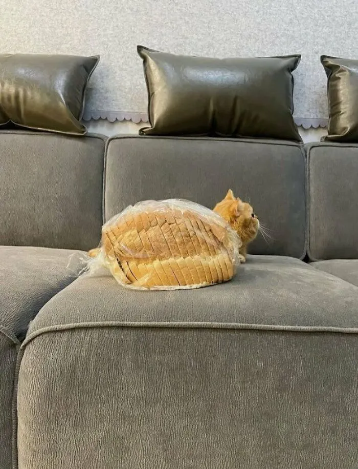 Cat Loaf Confirmed.. 🔥🔥
