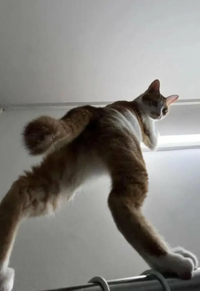 Only Felines.. 🤣