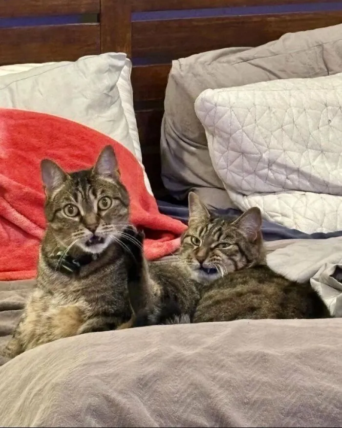 Cat Photo Of The Year.. 🤣