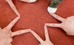 57 Hilarious Cats Caught Having Very Human Moments, Shared By This Threads Page