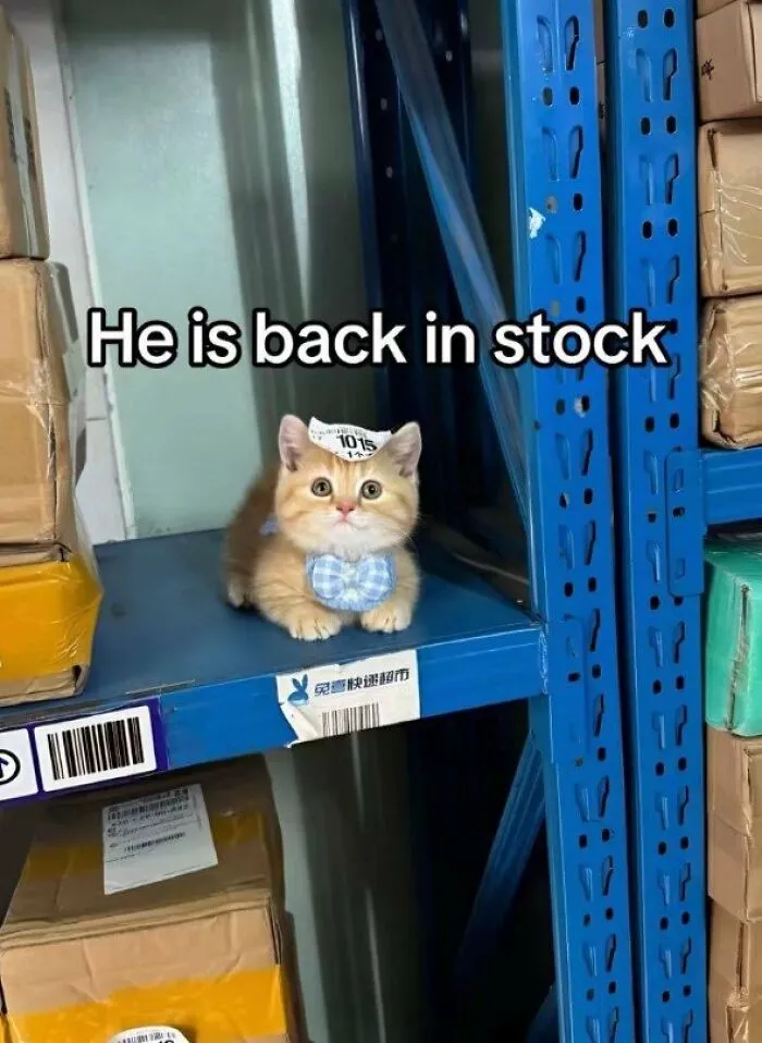 He Is Back In Stock.. ❤️