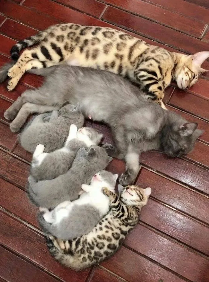 Cozy Cat's Family.. ❤️