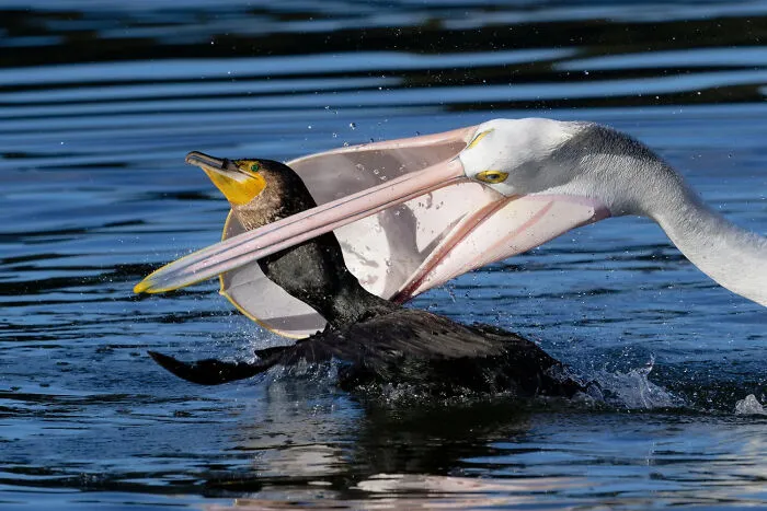 A pelican snapping at a smaller bird in the water, from BirdLife Australia Photography Awards.