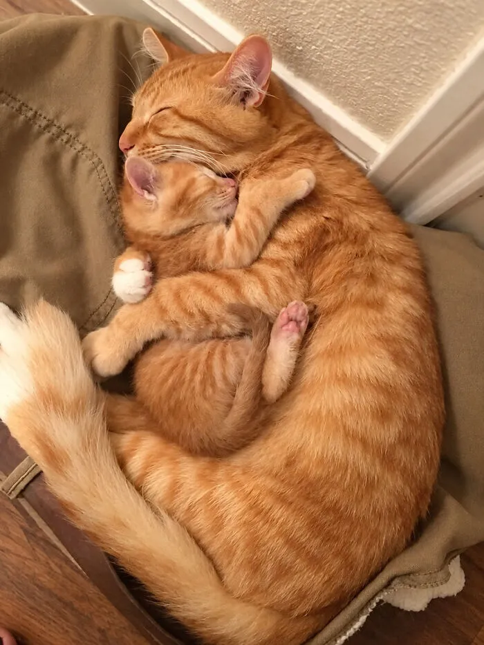 An orange mama cat sleeping peacefully while hugging her small ginger kitten.