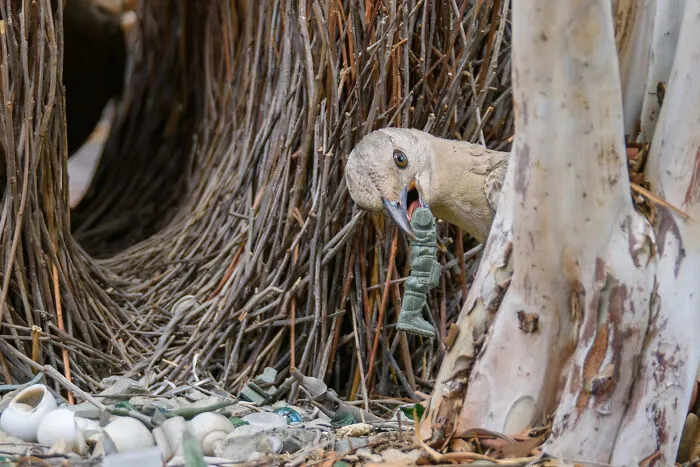 A bird holding a toy soldier in its beak, featured in BirdLife Australia Photography Awards.