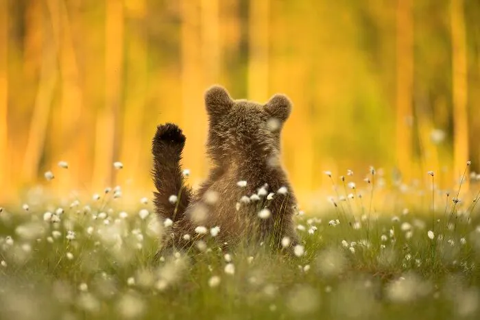 A fluffy brown bear cub sitting from behind in a grassy meadow for NPOTY photo entry