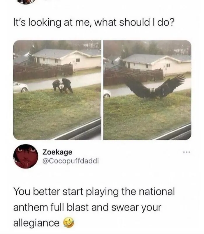 An eagle staring at a window captioning play national anthem from wholesome memes collection.