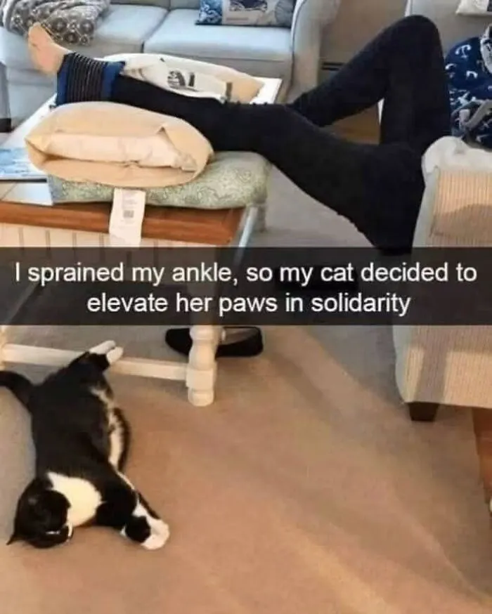 Black and white cat stretching paws in the air on the floor, one of many wholesome memes.