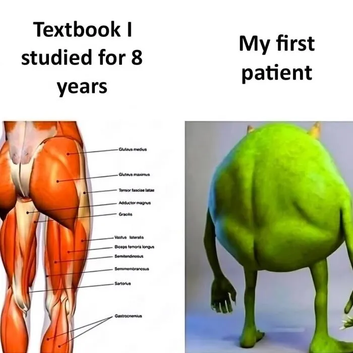 Wholesome memes comparing an anatomical diagram with Mike Wazowski's round back in a hilarious medical student joke.