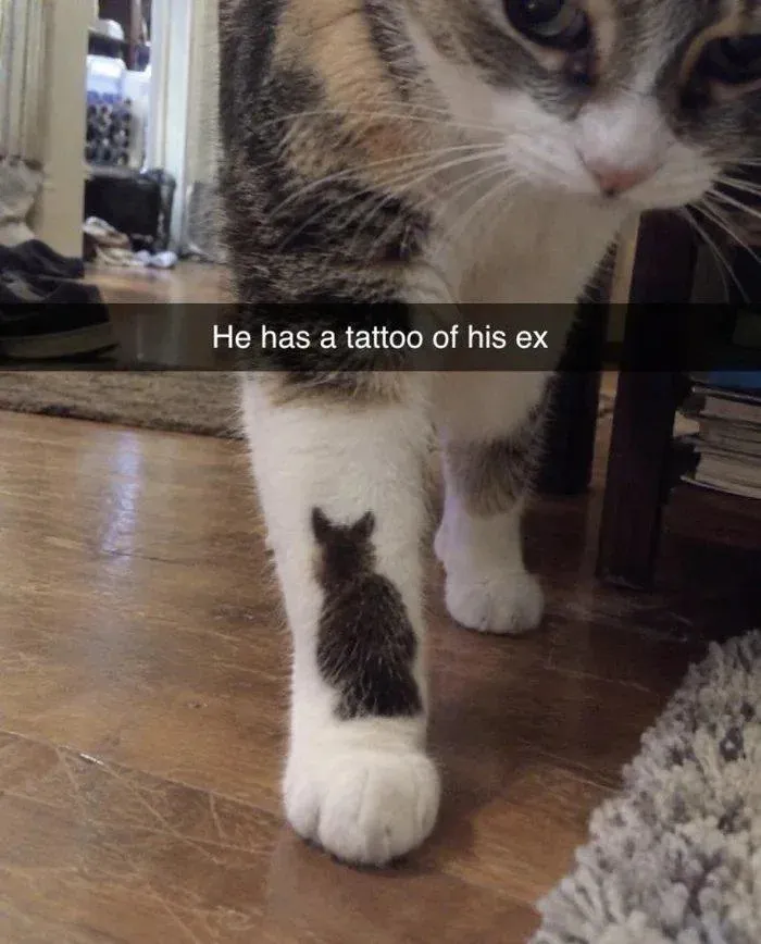 Close-up of a cat with fur patterns shaped like another cat, featured in wholesome memes.