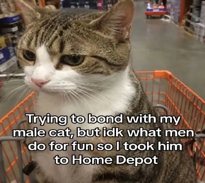 Wholesome memes showing a cute cat sitting inside a Home Depot shopping cart.