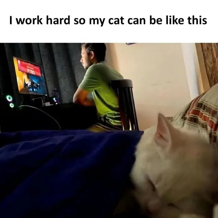 A man working at a computer while a cat rests comfortably under a blanket in a set of wholesome memes.