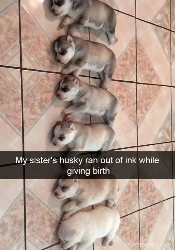 Wholesome memes featuring a row of husky puppies showing a gradient from dark to light fur coat colors