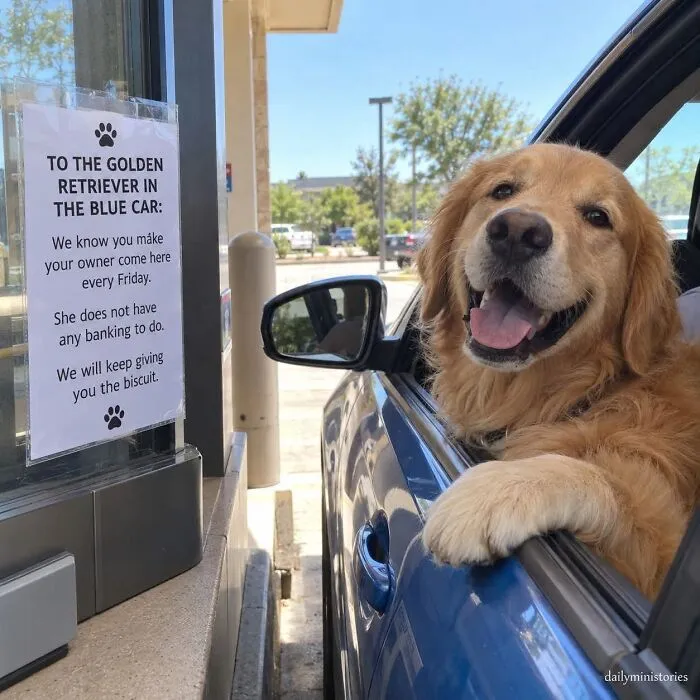 Wholesome memes image of a happy Golden Retriever leaning out a car window at a bank drive-thru.
