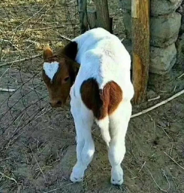 Wholesome memes featuring a young calf with a heart-shaped fur pattern on its back.