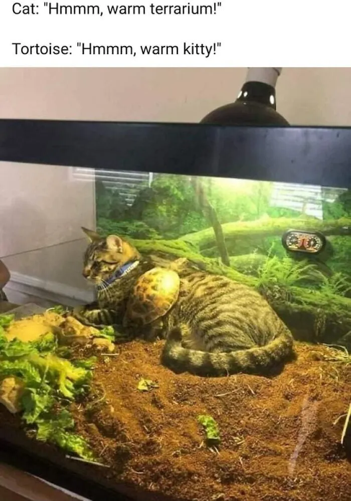 Wholesome memes featuring a cat and a tortoise resting together inside a warm terrarium setup.
