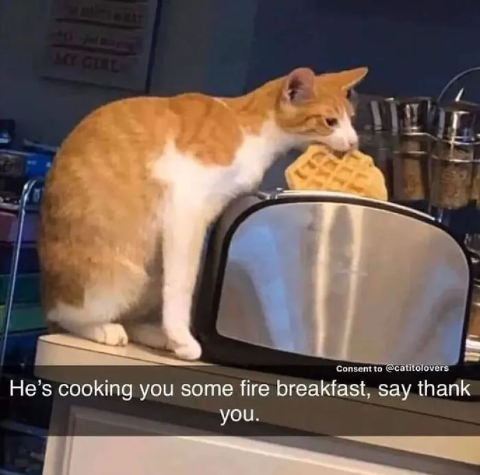 An orange cat holding a waffle on a toaster featured in wholesome memes.