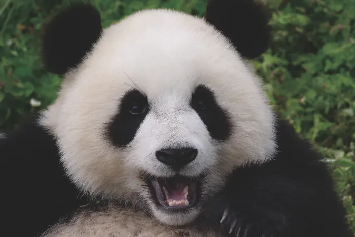 Close-up of a giant panda smiling with lush greenery background