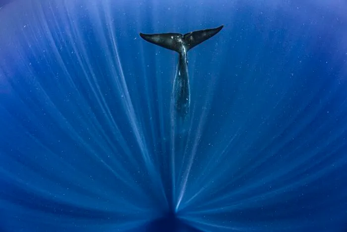 Npoty photography featuring a whale diving into deep blue ocean water with rays of sunlight.