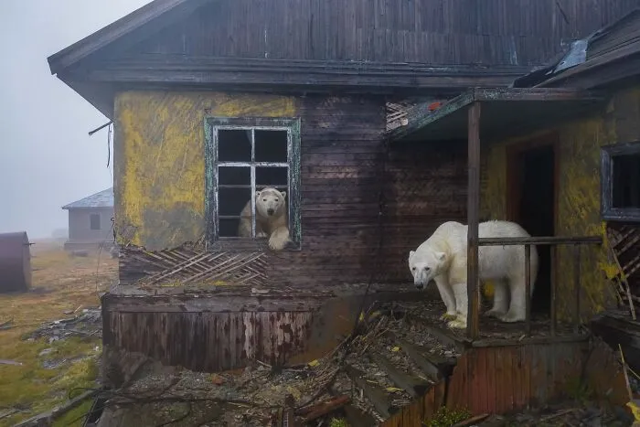 Polar bears exploring an abandoned wooden house in an arctic landscape for NPOTY.