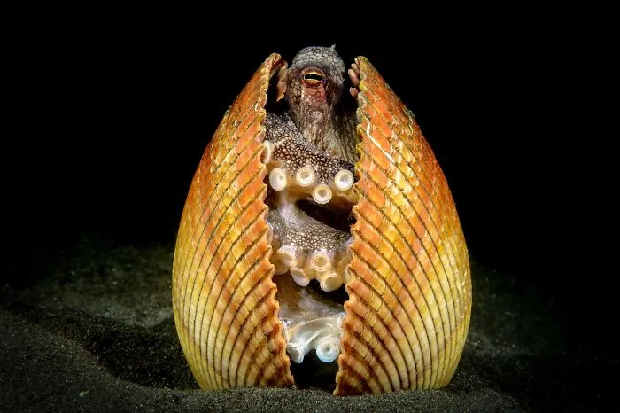 Octopus hiding inside an opened seashell on ocean floor wildlife photo