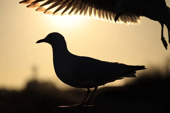 Silhouette of a seagull bird standing against a bright golden sunset, from BirdLife Australia Photography Awards.
