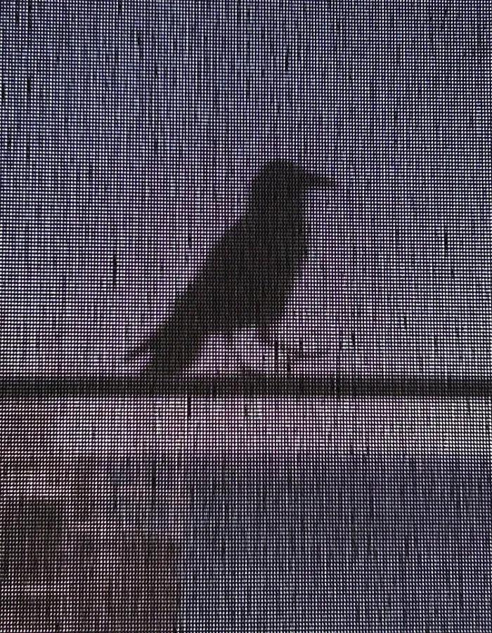 The dark silhouette of a bird perched behind a screen door in a stunning bird photo