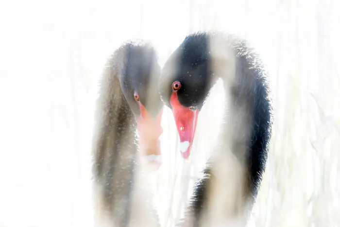 Two black swans with red beaks facing each other in a soft-focus stunning bird photo