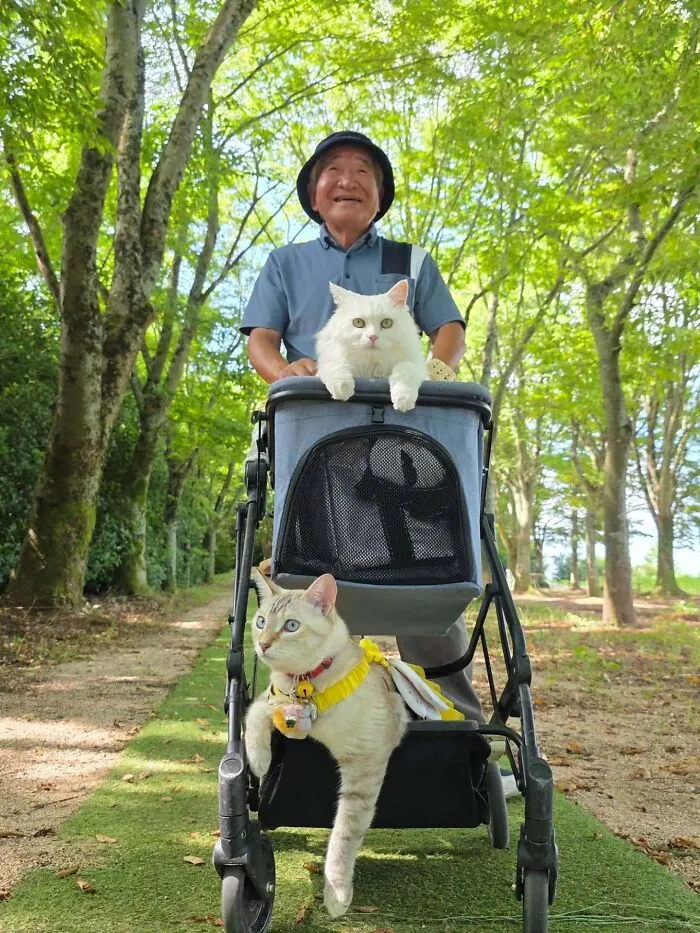 Japanese grandpa pushing a stroller with two cute cats on a tree-lined path.
