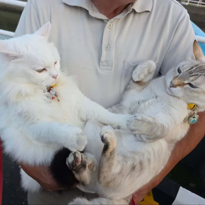 Close-up of Japanese grandpa holding his cats as they playfully fight during cute photoshoots.