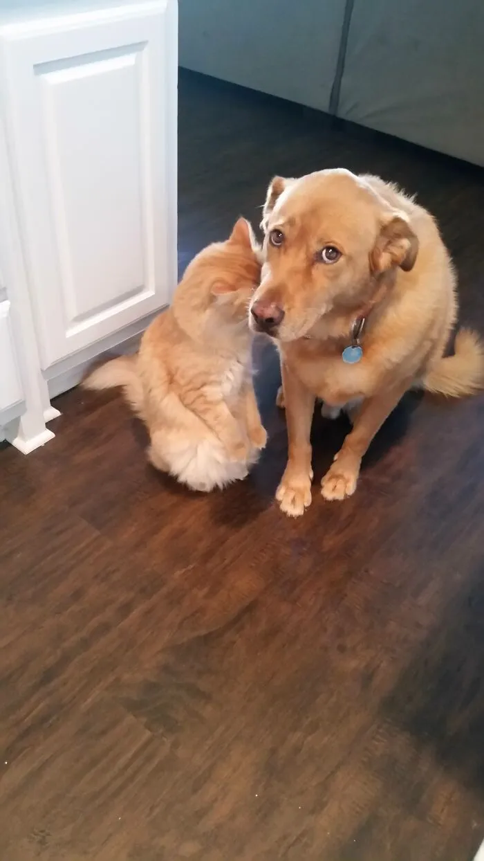 Dog looking guilty next to cat on kitchen floor showing dog trouble