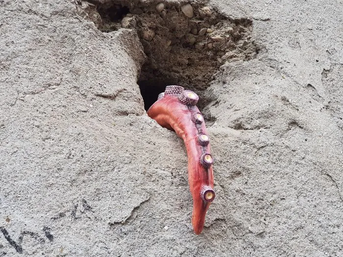 A realistic octopus tentacle emerging from a concrete wall, part of city streets art collective