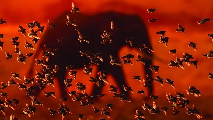Wildlife photo showing birds flying with an elephant silhouette at sunset
