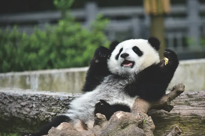 Giant panda relaxing on tree logs in a zoological park