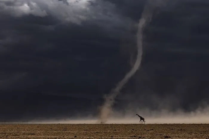 Wildlife photo of giraffe near dust tornado under stormy sky