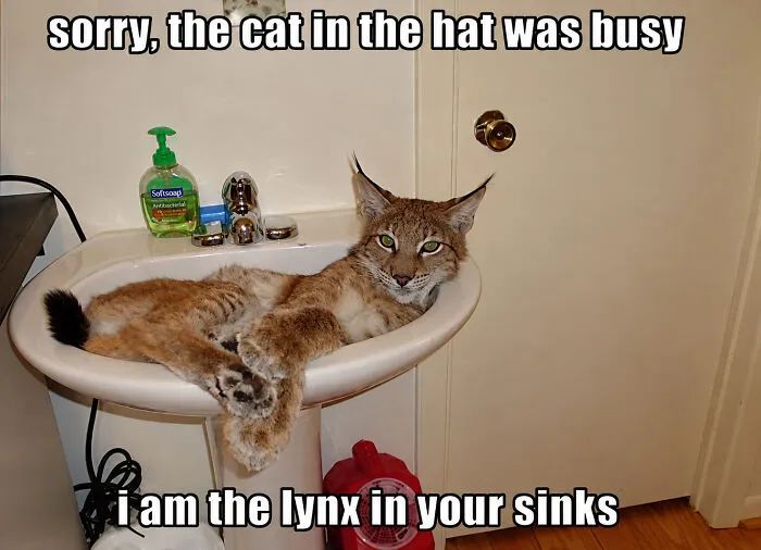 Lynx lying in bathroom sink with text about being the lynx in your sinks