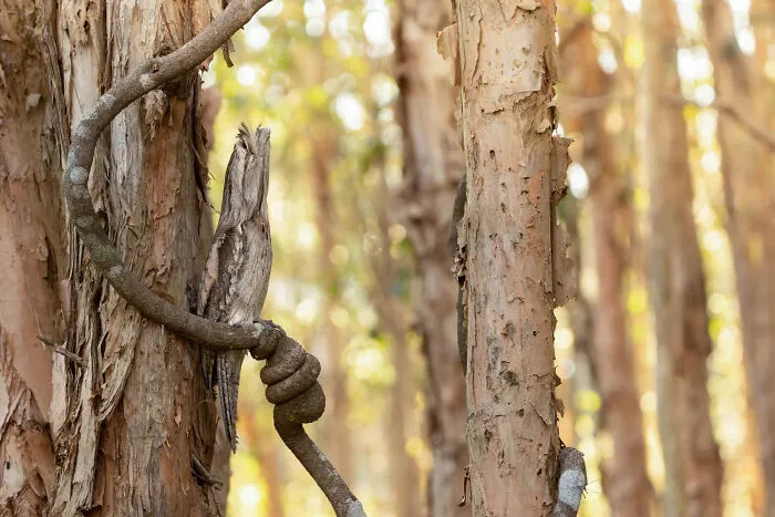 A tawny frogmouth bird camouflaged against tree bark in a stunning bird photo