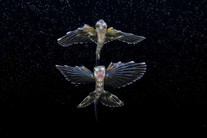Underwater shot of two flying fish with spread fins in wildlife photography
