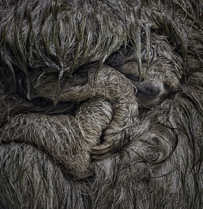 Close-up of a wet, curled-up sloth showing its fur and face in an NPOTY wildlife photograph