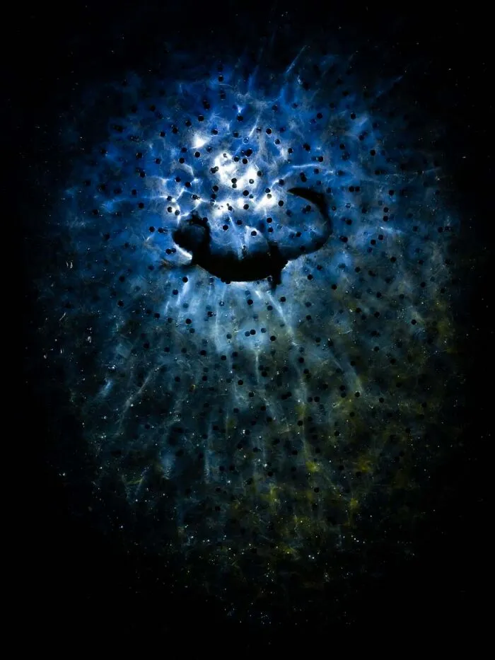 Silhouette of a salamander in starry egg mass underwater, highlighted in Npoty nature shot