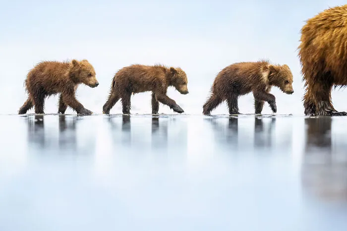 Three small bear cubs walking on a beach reflective surface, featuring Npoty wildlife photography
