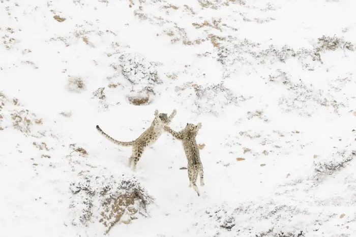 Two snow leopards playing in the snow on a hillside, captured for Npoty.