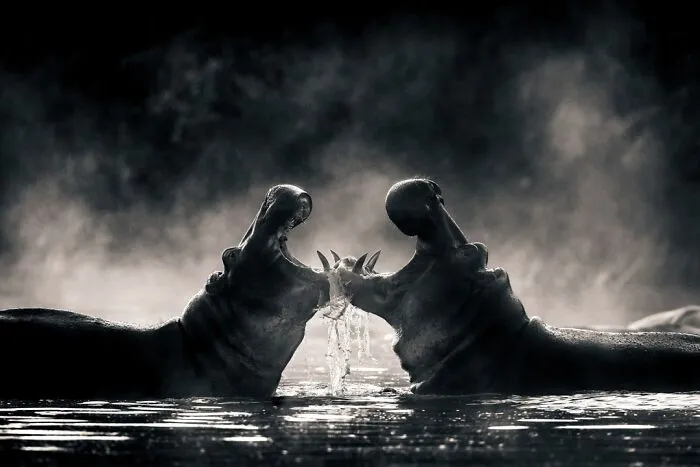 Dramatic black and white Npoty photo of two hippos facing each other in water with open jaws.