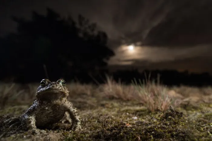 NPOTY low angle photograph of a toad sitting on ground at night under a full moon