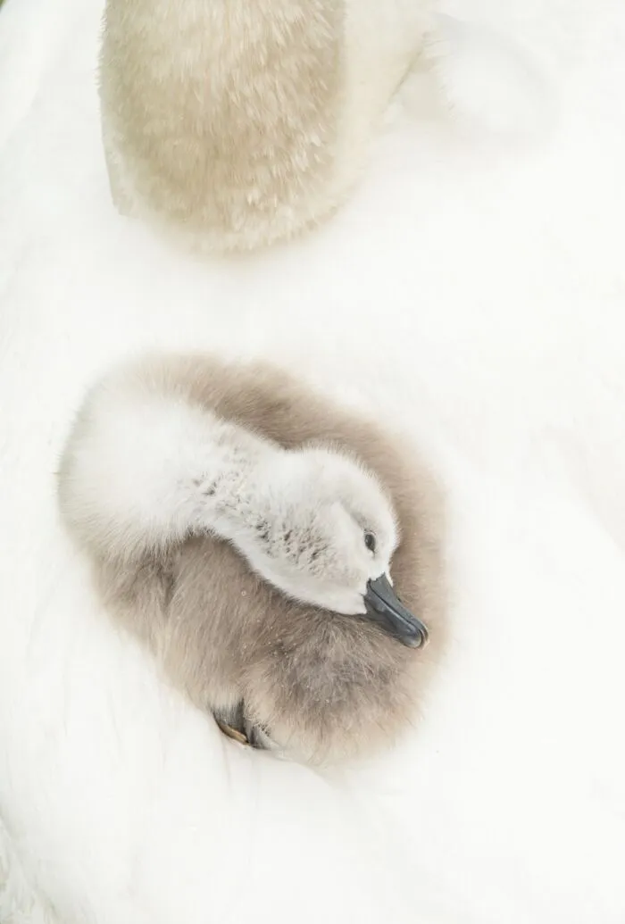 NPOTY submission featuring a close-up overhead view of a fluffy cygnet resting comfortably on white feathers.