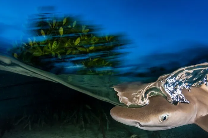 NPOTY underwater shot of a young shark swimming near mangroves at the surface