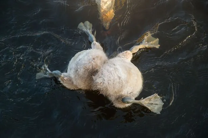 NPOTY entry showing an overhead view of two fluffy cygnets paddling with their webbed feet visible in the water.